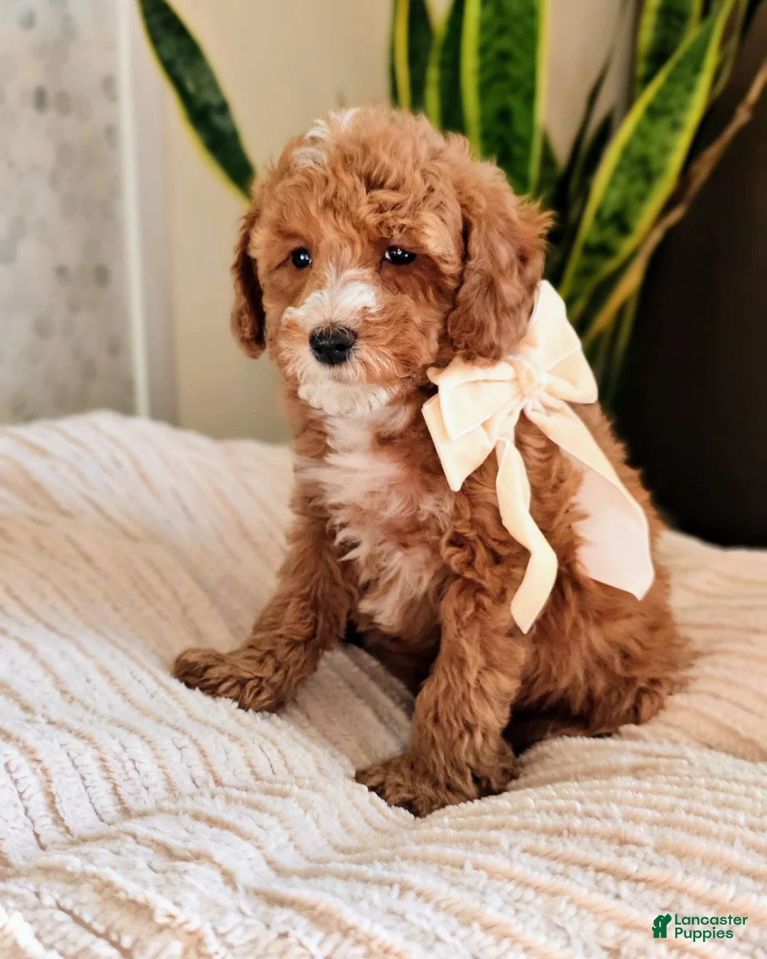 Mini Goldendoodle dogs for sale: Pearl - Petite F1BB Mini Goldendoodle - Ad 1