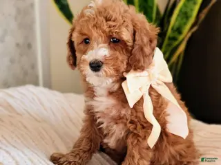 Mini Goldendoodle dogs Pearl - Petite F1BB Mini Goldendoodle - Ad 34