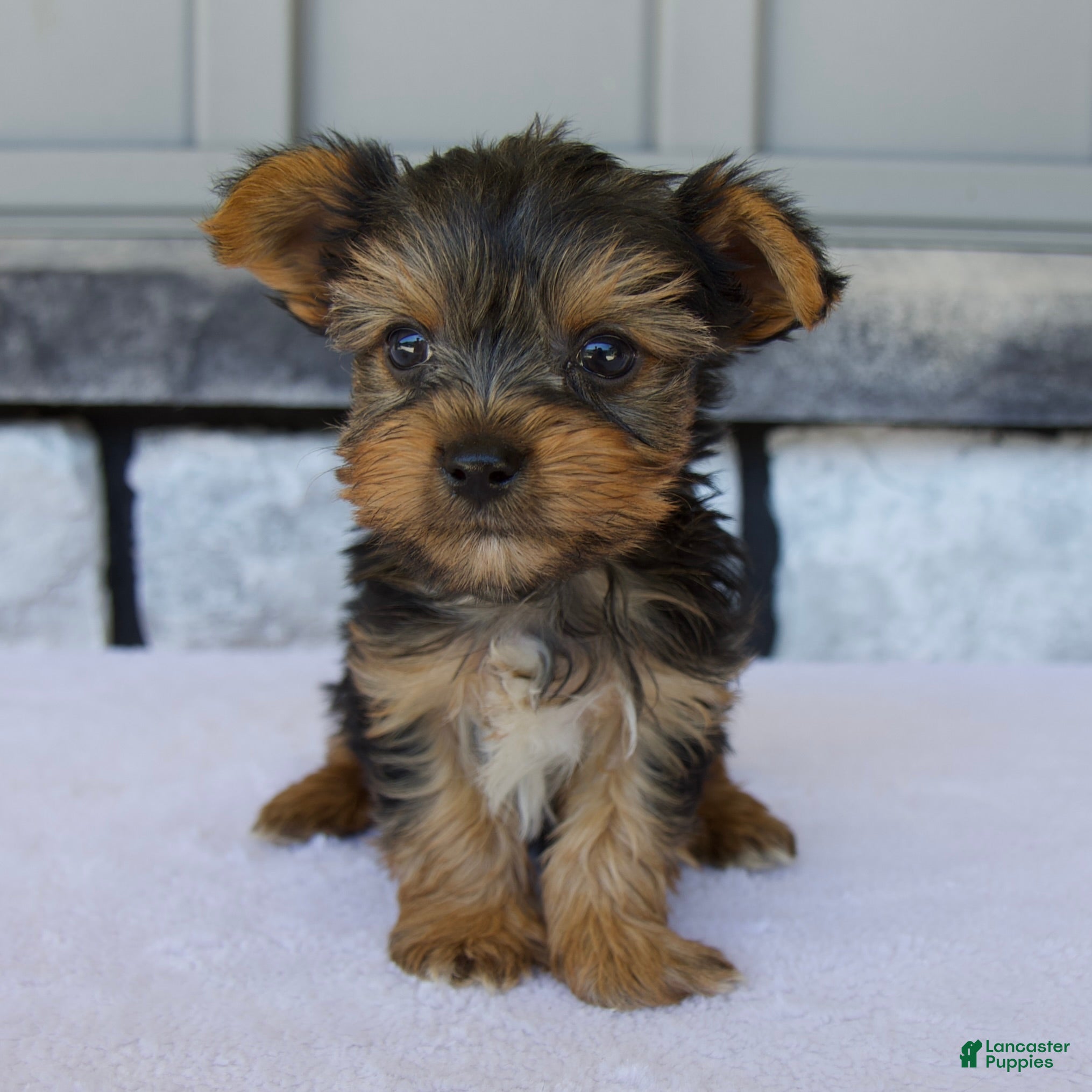 Yorkshire Terrier dogs Porter - Ad 1
