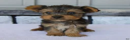 Yorkshire Terrier dogs for sale: Porker - Ad 5