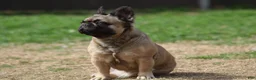 French Bulldog dogs for sale: French Bulldog 1 - Ad 5