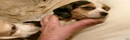 Beagle dogs for sale: Beagle 3 - Ad 6