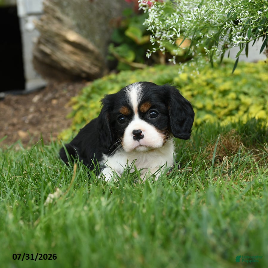 Cavalier King Charles Spaniel dogs for sale: Equinox - Ad 3