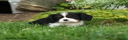 Cavalier King Charles Spaniel dogs for sale: Equinox - Ad 1