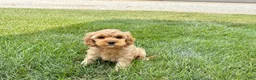 Mixed Breed dogs for sale: Cockapoo/Cavapoo male 1 - Ad 2