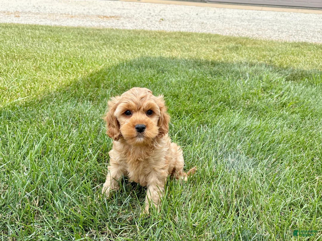 Mixed Breed dogs for sale: Cockapoo/Cavapoo male 1 - Ad 2
