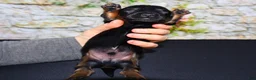Miniature Dachshund dogs for sale: Miniature Dachshund Puppy 2 - Ad 6