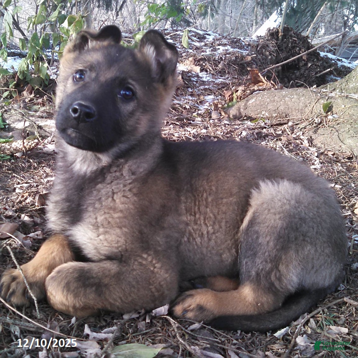German Shepherd dogs Angie - Ad 42