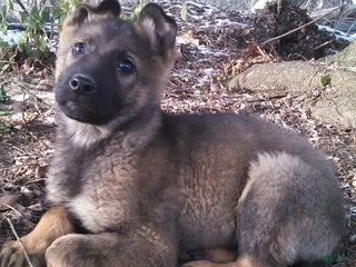 German Shepherd dogs Angie - Ad 16