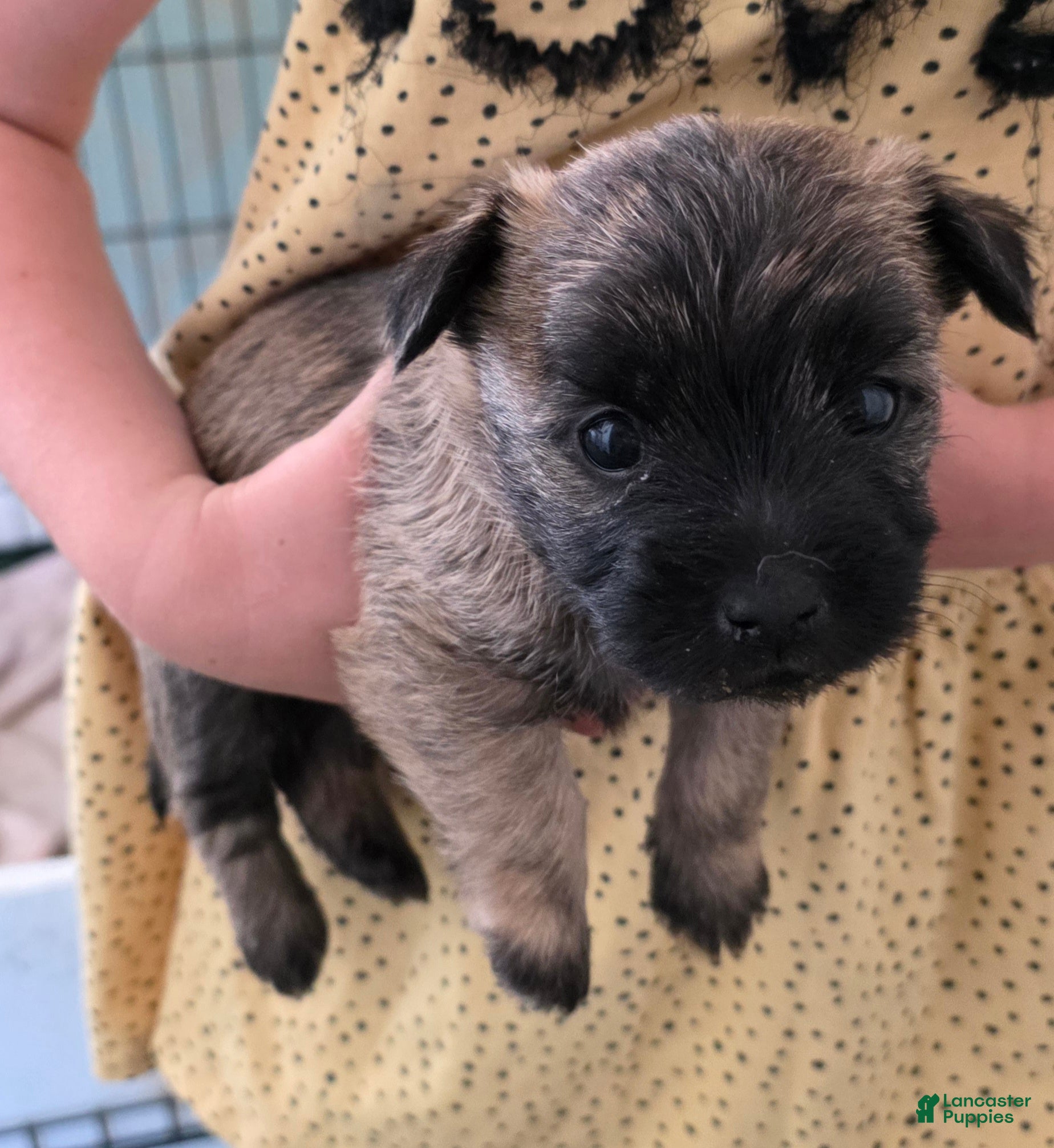 Cairn Terrier dogs Dark Sky  - Ad 1