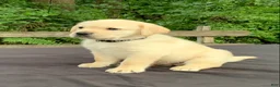 Labrador Retriever dogs for sale: Bentley - Ad 14