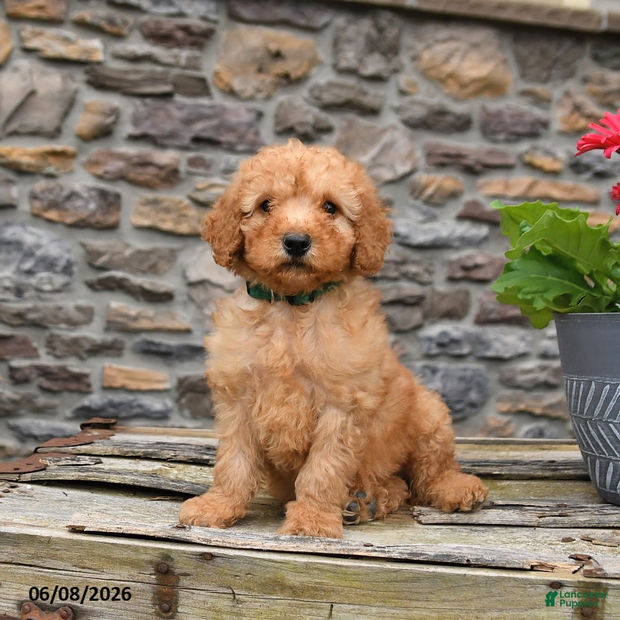 Mini Goldendoodle dogs Champ  - Ad 2
