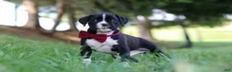 Boxer dogs for sale: Lane - Ad 5