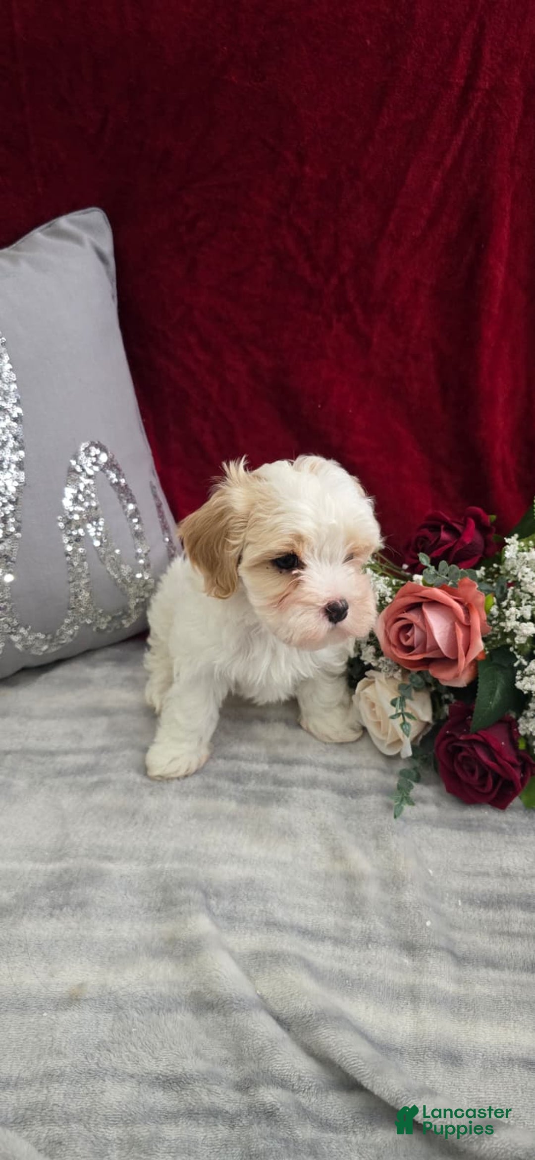 Cavapoo dogs for sale: Cookie - Ad 2