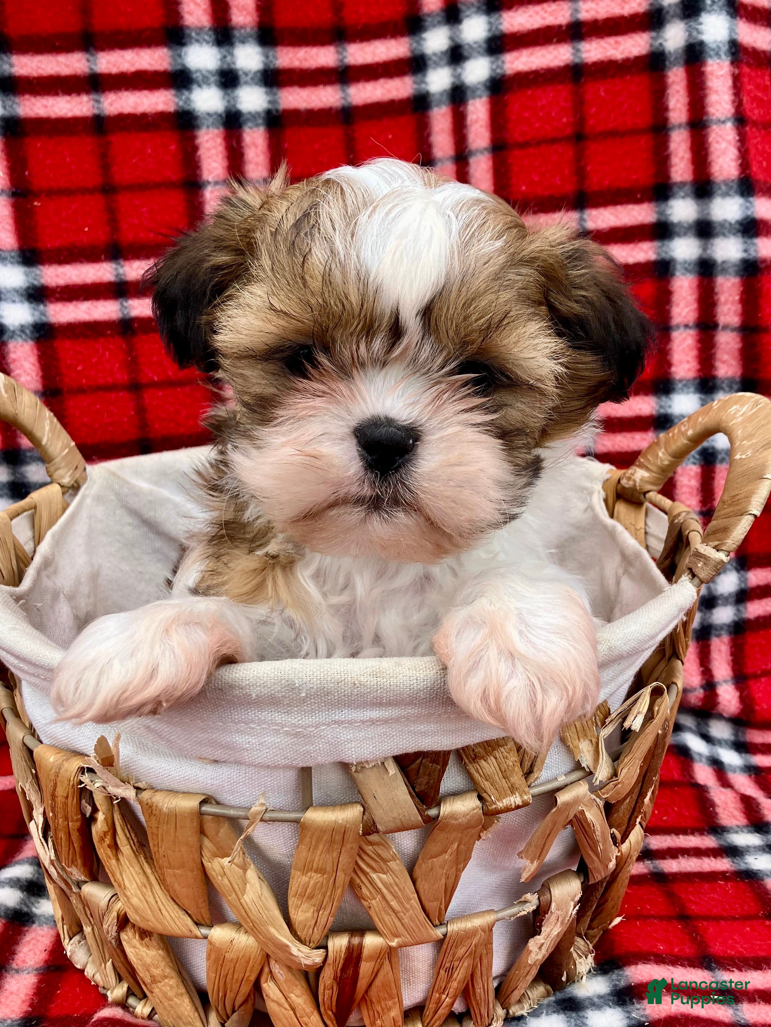 Shih Tzu dogs Farley - Ad 1
