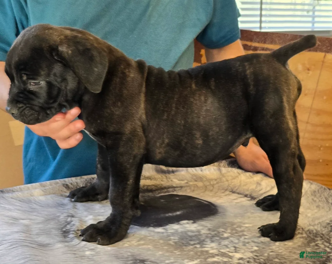 Mixed Breed dogs for sale: Hawks Mr Cougar  - Ad 1