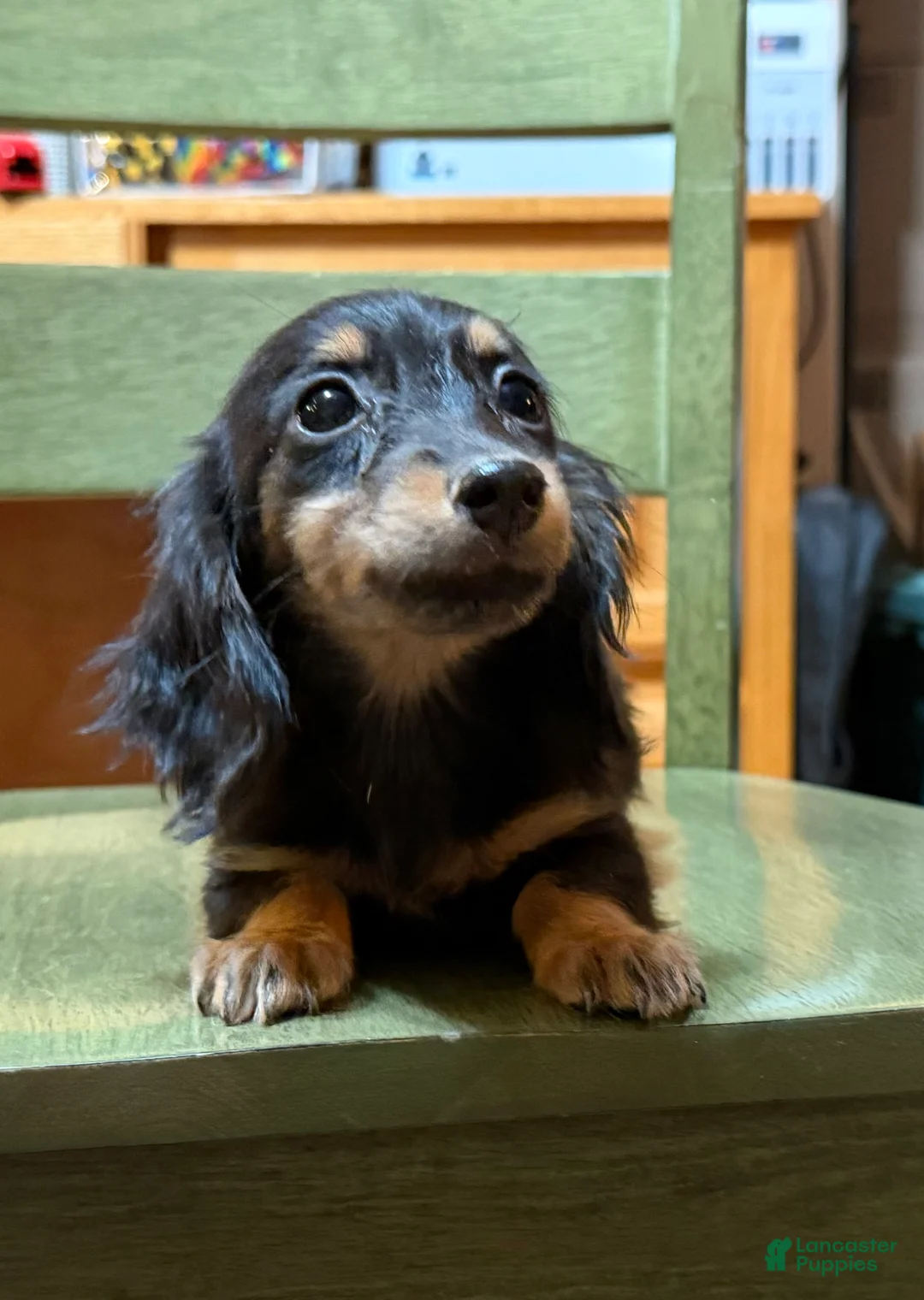 Miniature Dachshund dogs for sale: AKC Russian pra clear - Ad 2