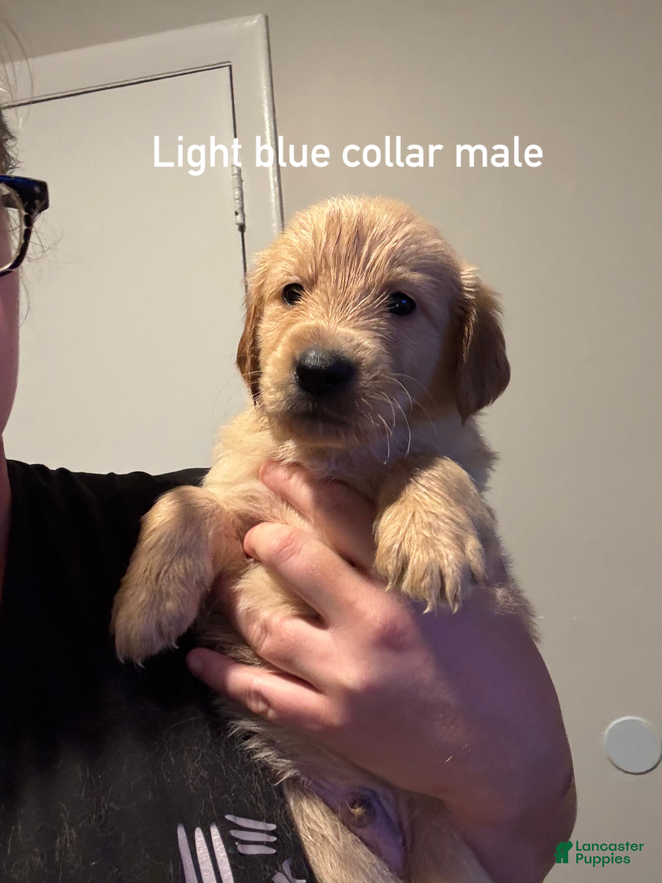 Golden Retriever dogs Light blue collar Golden Retriever 5 - Ad 38