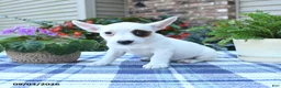 Jack Russell Terrier dogs for sale: Daisy - Ad 1