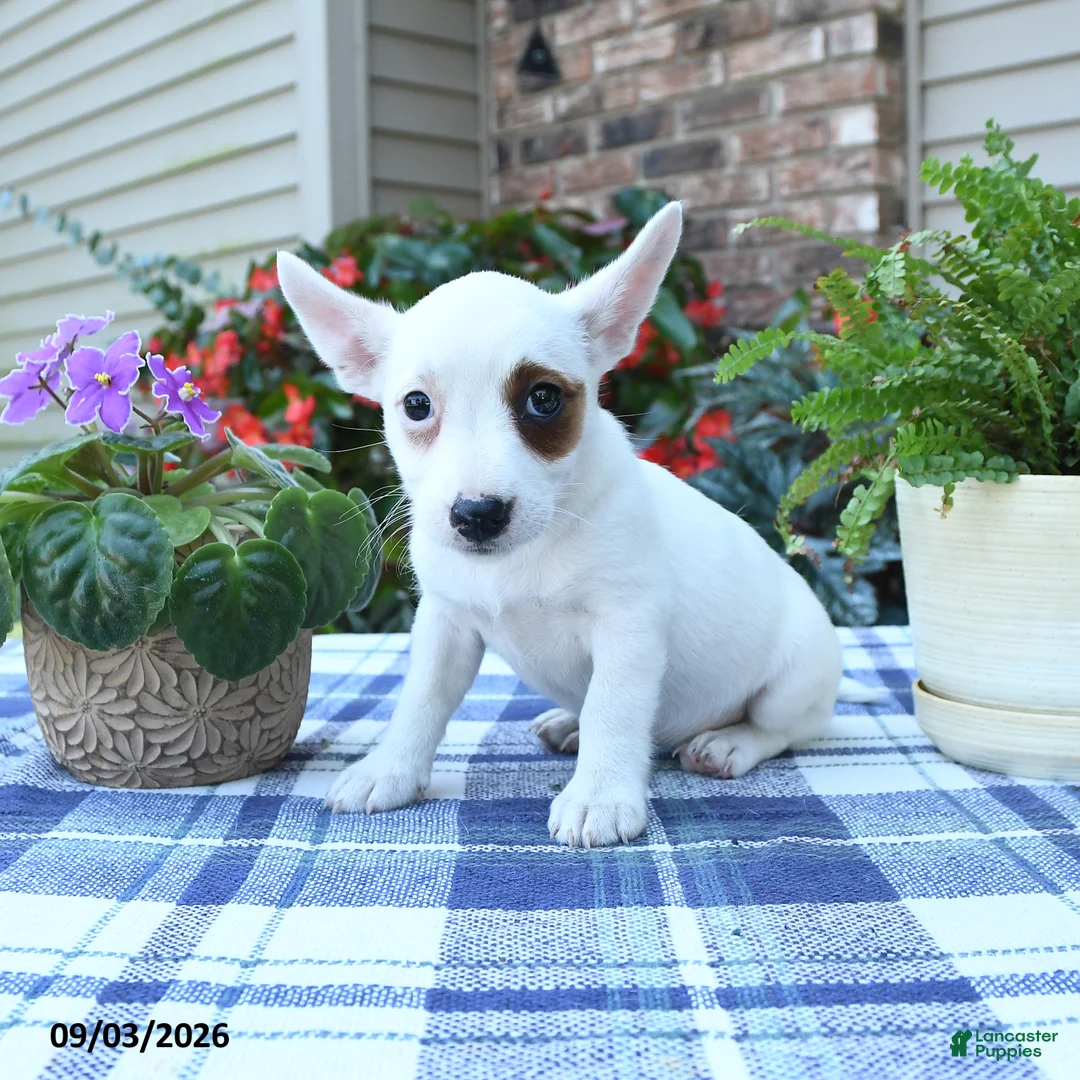 Jack Russell Terrier dogs for sale: Daisy - Ad 1