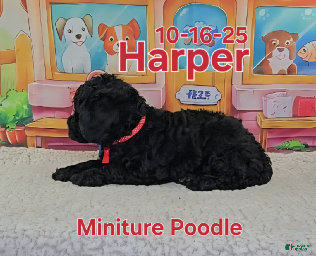 Toy Poodle dogs for sale: Harper - Ad 3