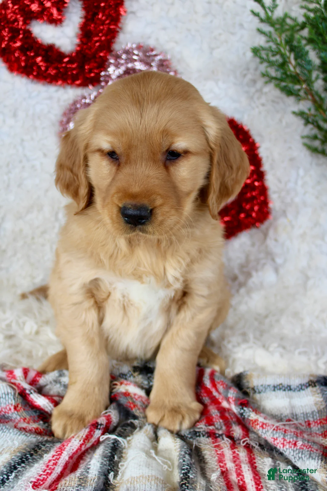 Golden Retriever dogs for sale: Murphy - Ad 6