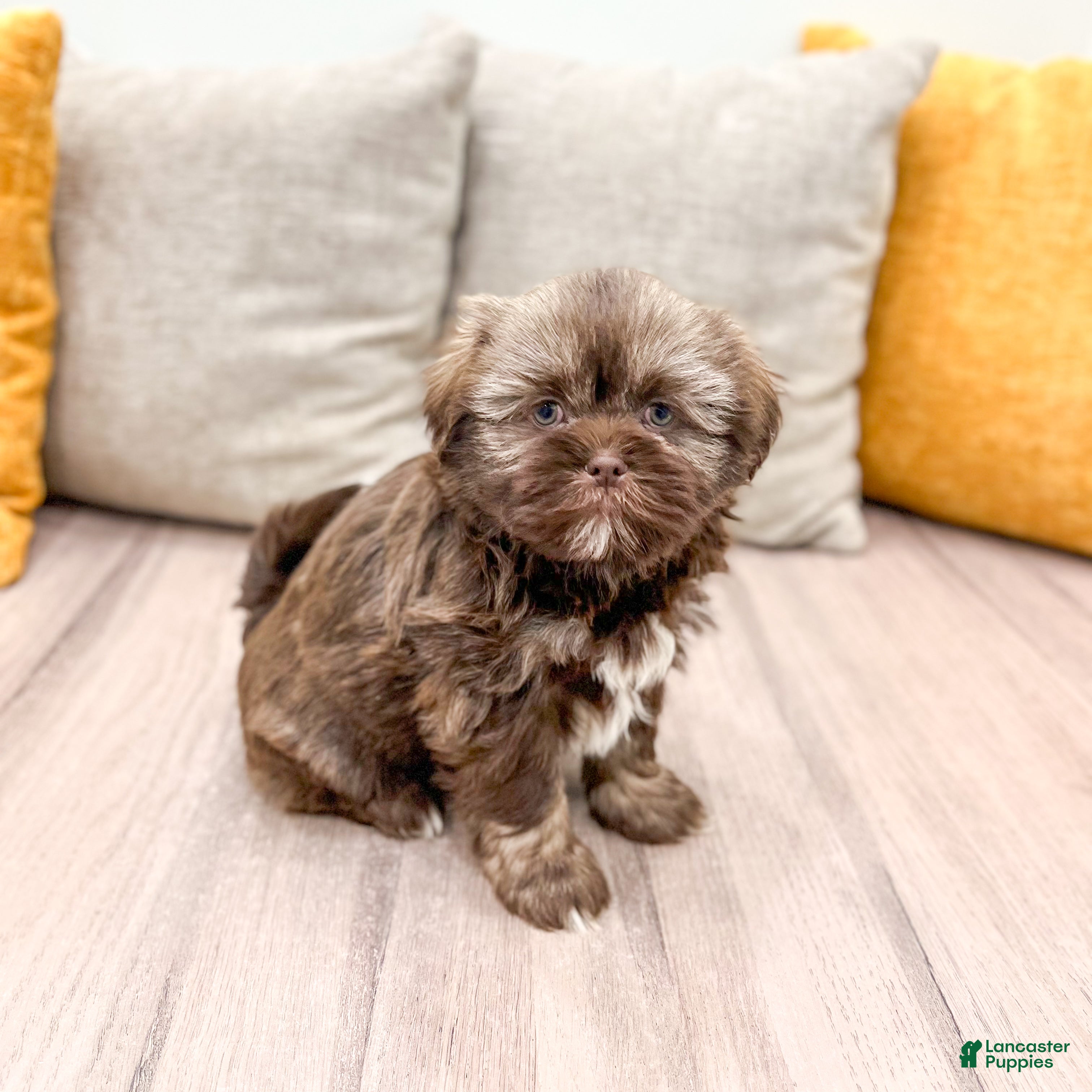 Shih Tzu dogs Ryder - Ad 32