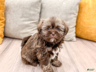 Shih Tzu dogs Ryder - Ad 28