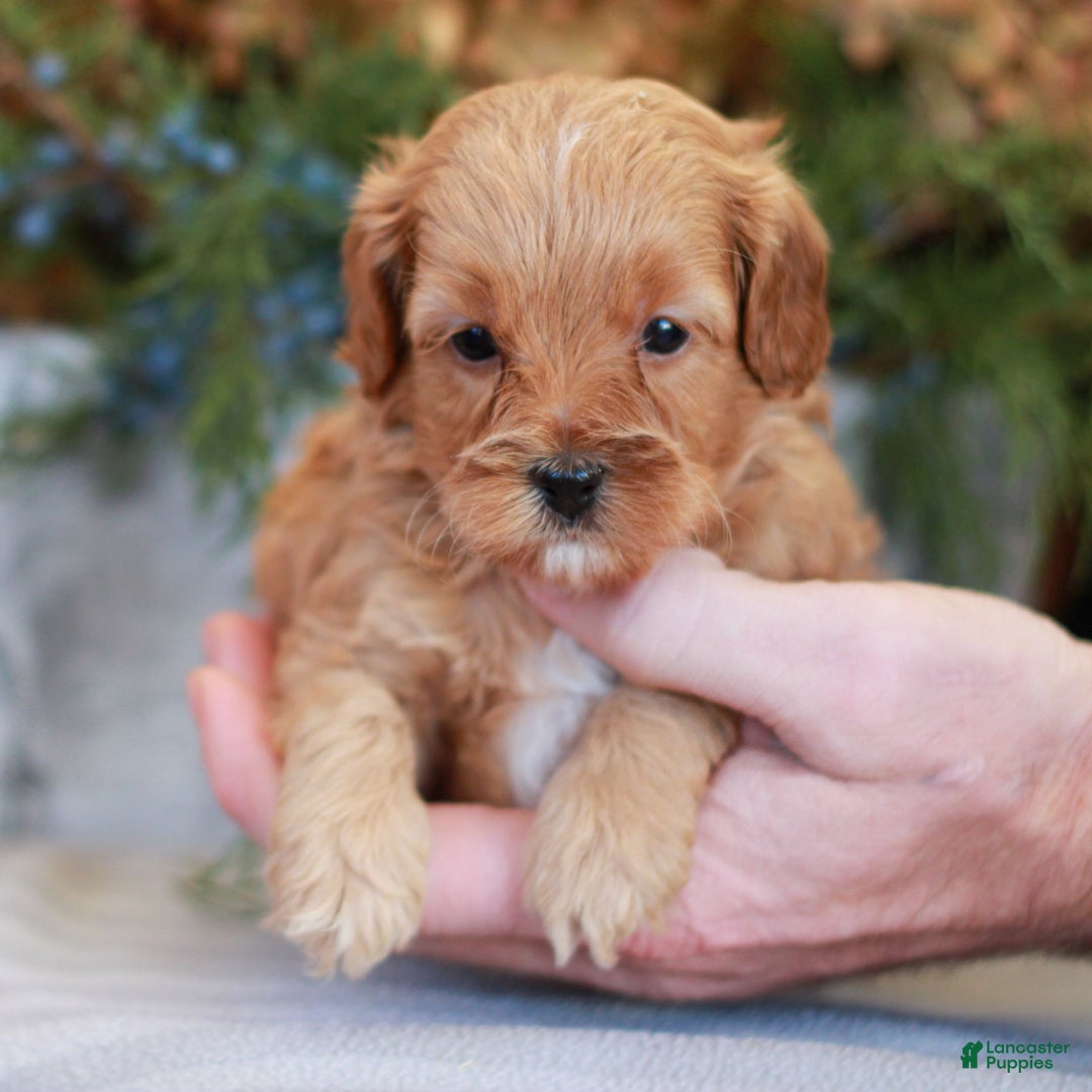 Cavapoo dogs for sale: Maverick  - Ad 3