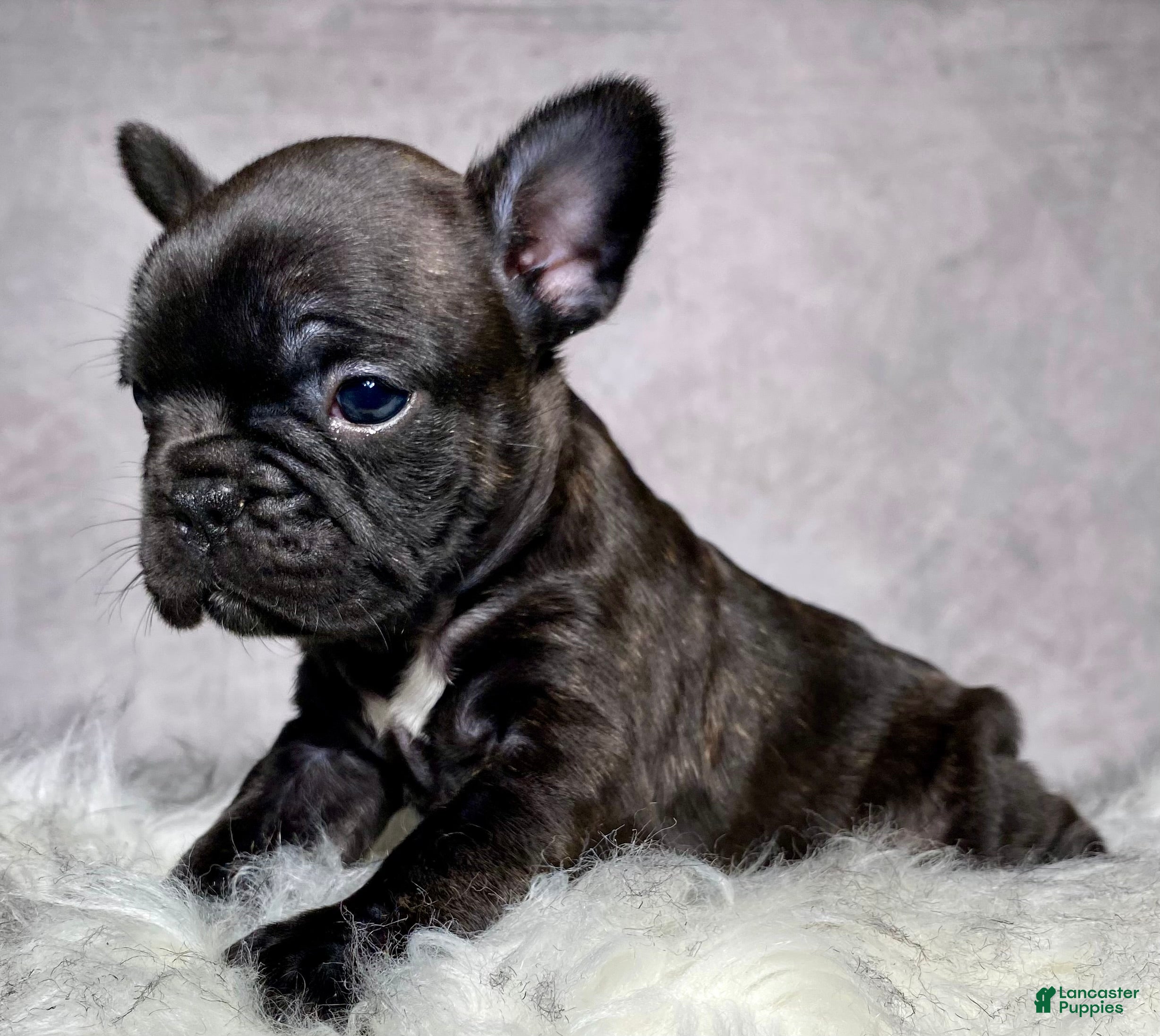 Frenchton dogs Miss Ruby - Ad 2