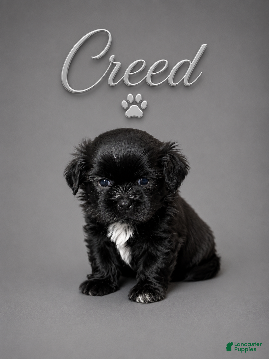 Shih Tzu dogs Creed - Ad 1