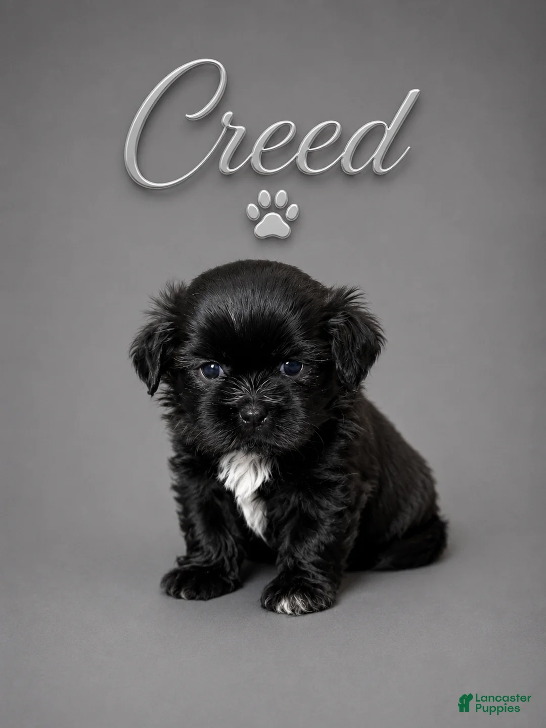 Shih Tzu dogs for sale: Creed - Ad 1