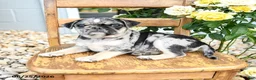 Pug dogs for sale: Wanda - Ad 3