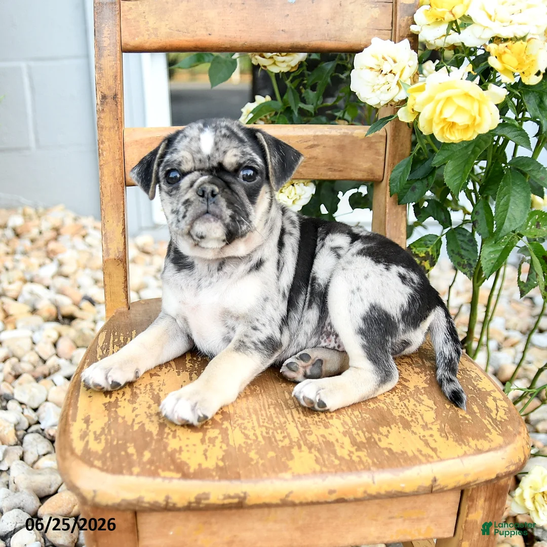 Pug dogs for sale: Wanda - Ad 3