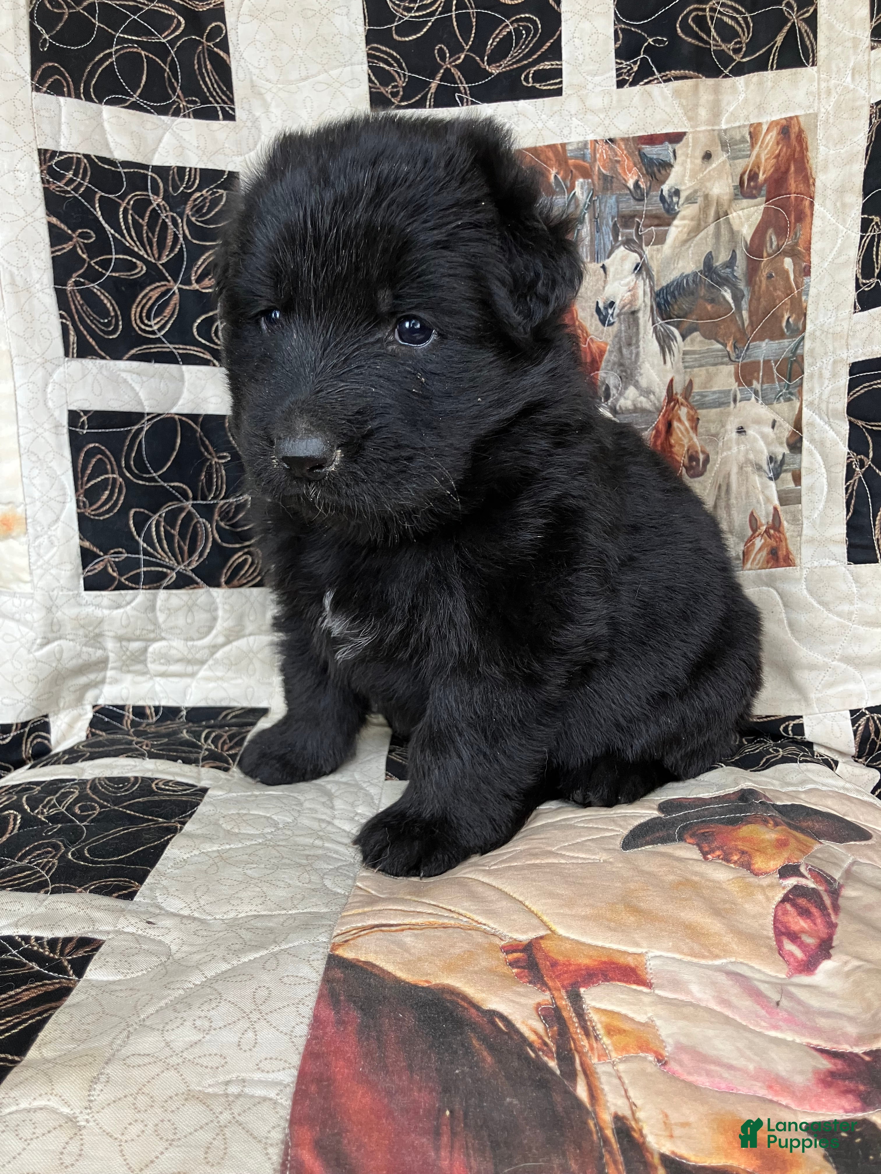 German Shepherd dogs Dakota-Female - Ad 2