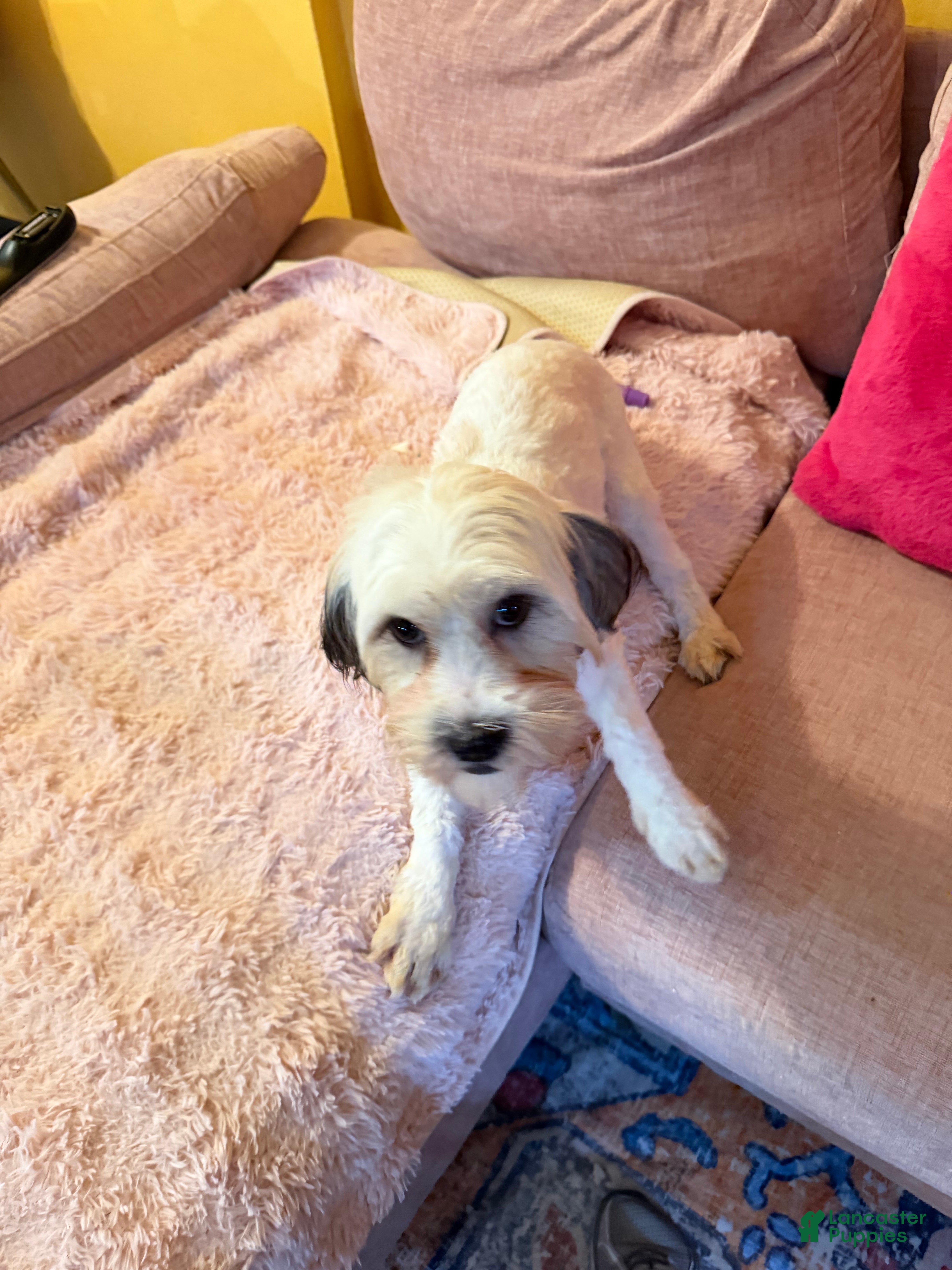 Mixed Breed dogs Mixed Breed Puppy 1 - Ad 7