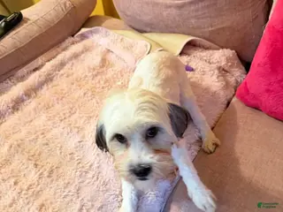 Mixed Breed dogs Mixed Breed Puppy 1 - Ad 11