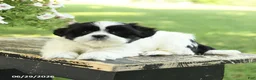 Shih Tzu dogs for sale: Scout - Ad 4