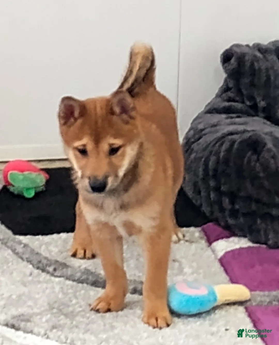 Shiba Inu dogs for sale: Pickle - Ad 4