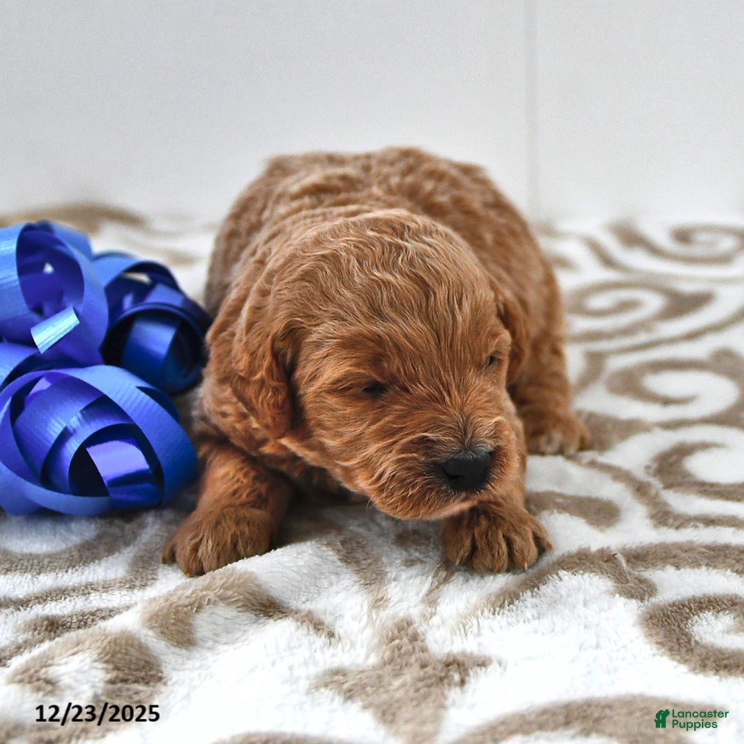 Mini Goldendoodle dogs for sale: Oreo - Ad 6