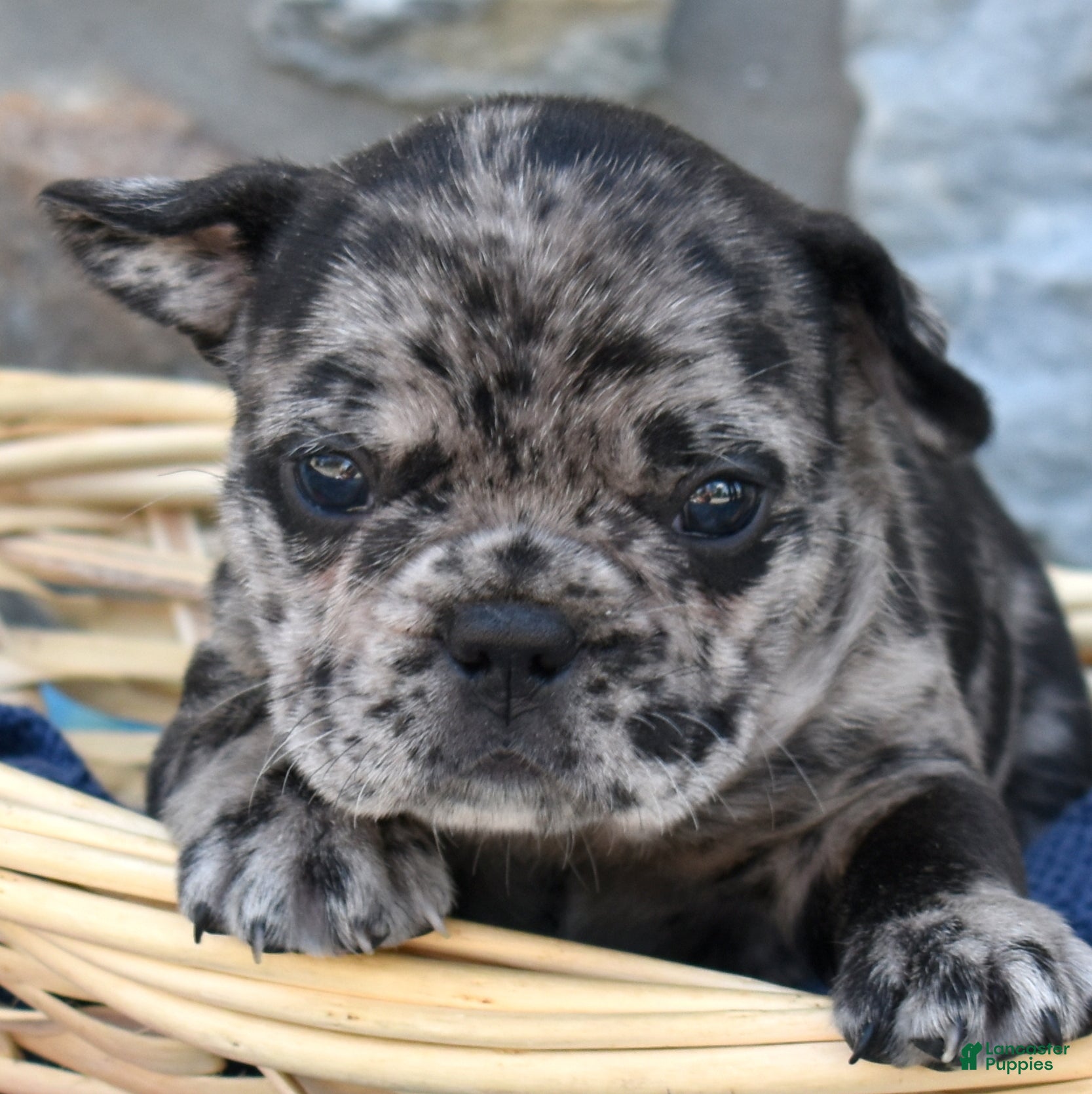 French Bulldog dogs Breeze - Ad 2