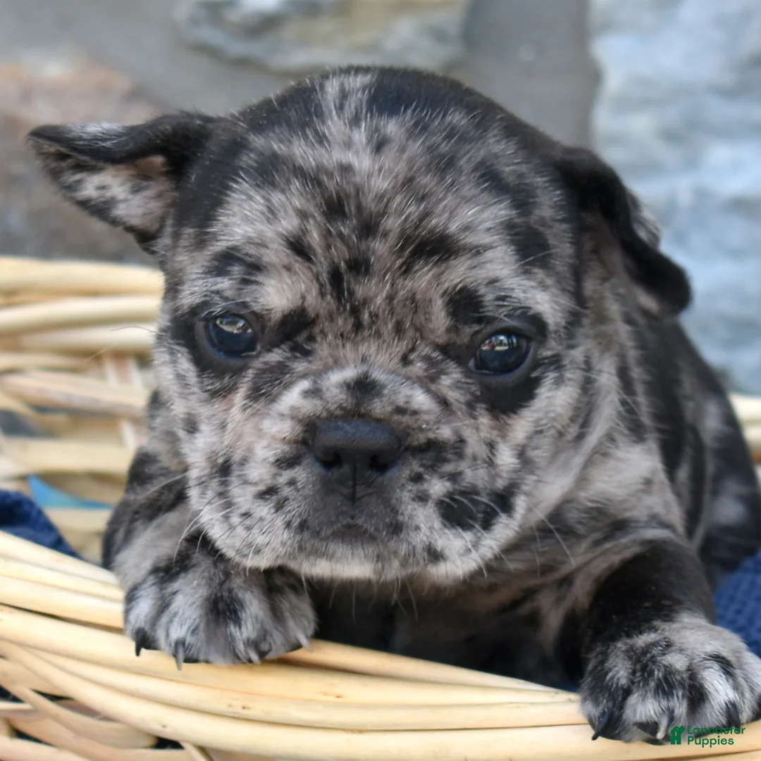 French Bulldog dogs for sale: Breeze - Ad 2