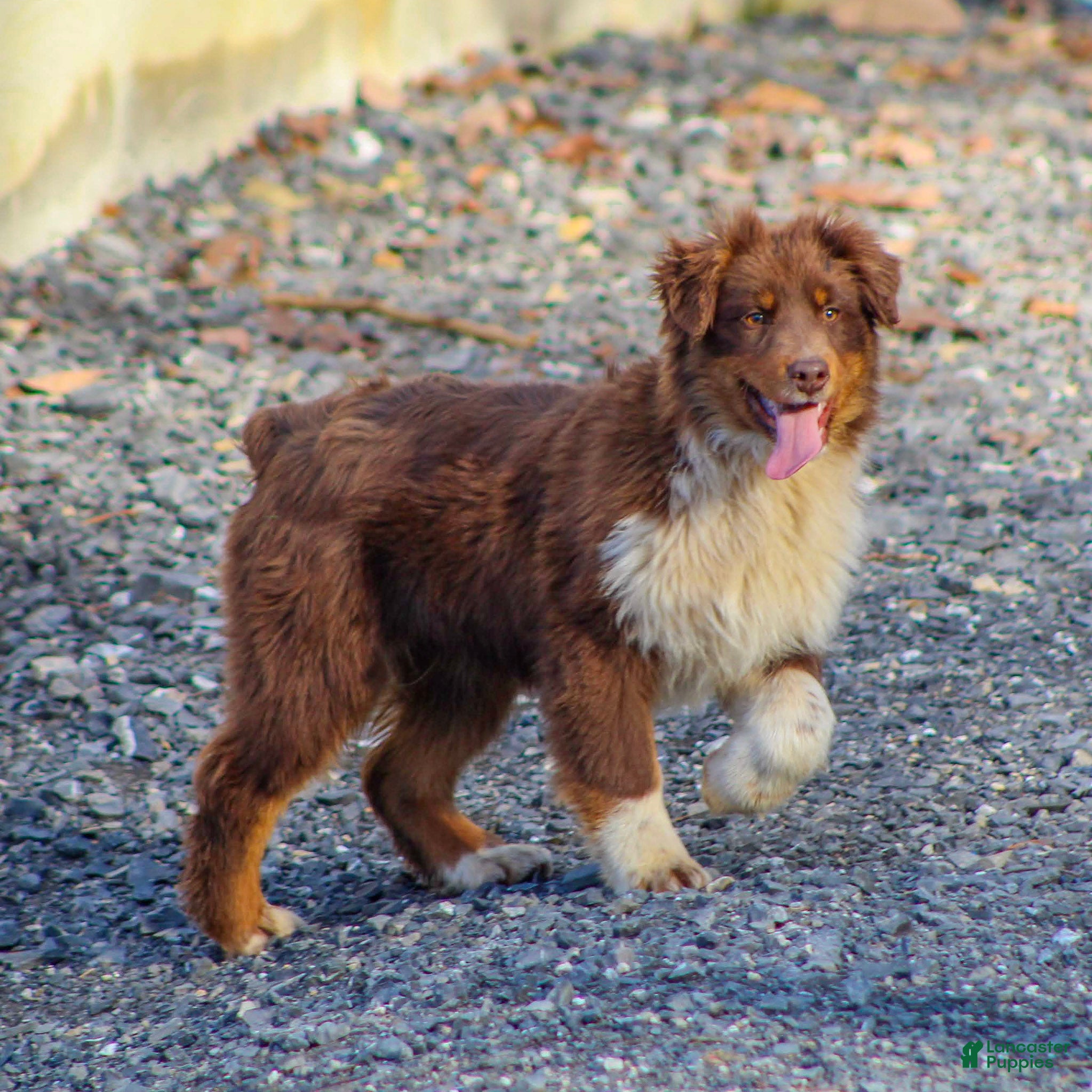 Mixed Breed dogs Milo - Ad 2