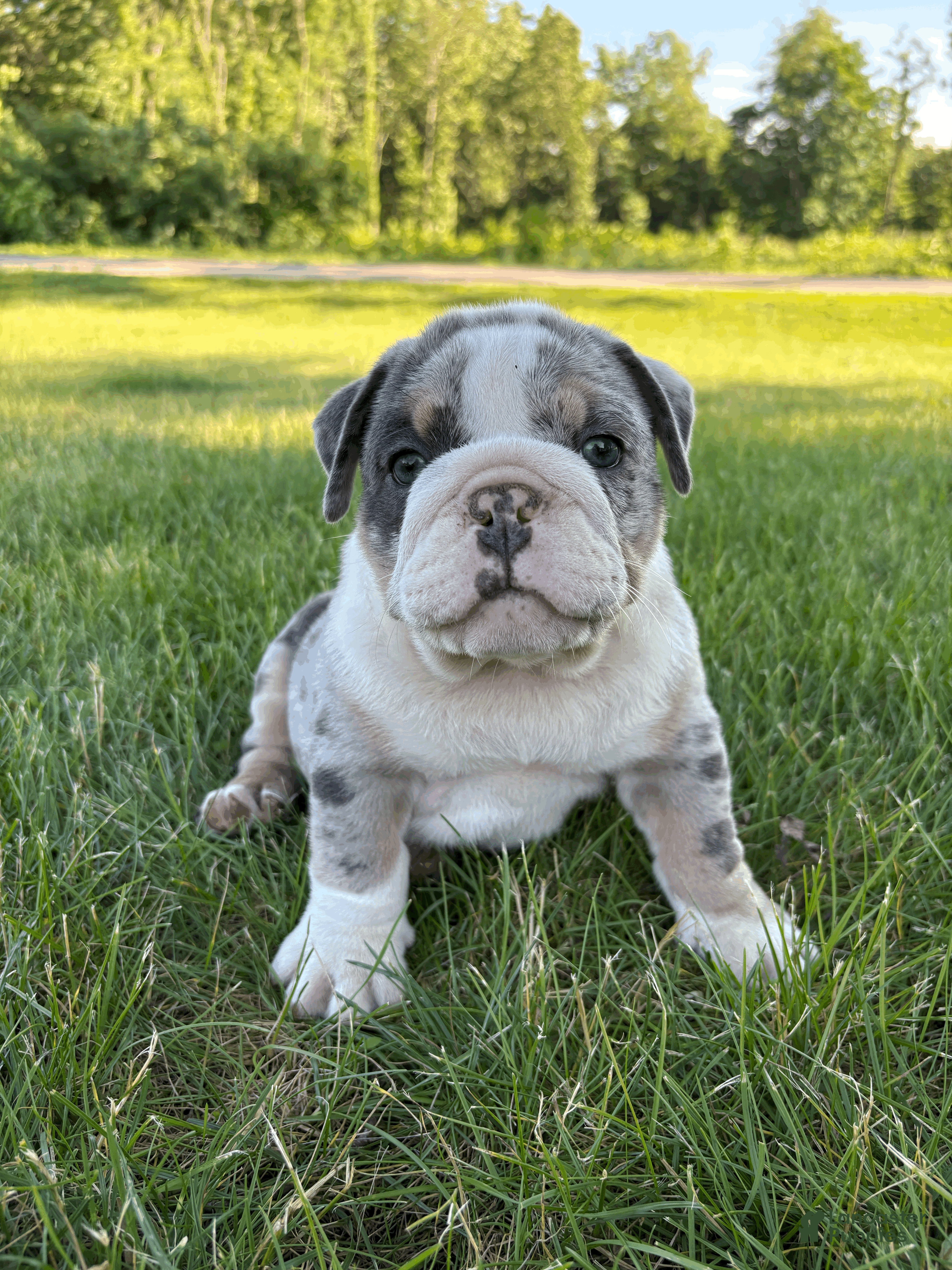 Mixed Breed dogs Max - Ad 1