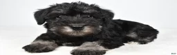 Miniature Schnauzer dogs for sale: Milo - Ad 2