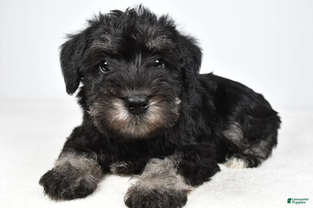 Miniature Schnauzer dogs for sale: Milo - Ad 2