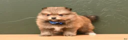 Pomeranian dogs for sale: Teddy - Ad 3