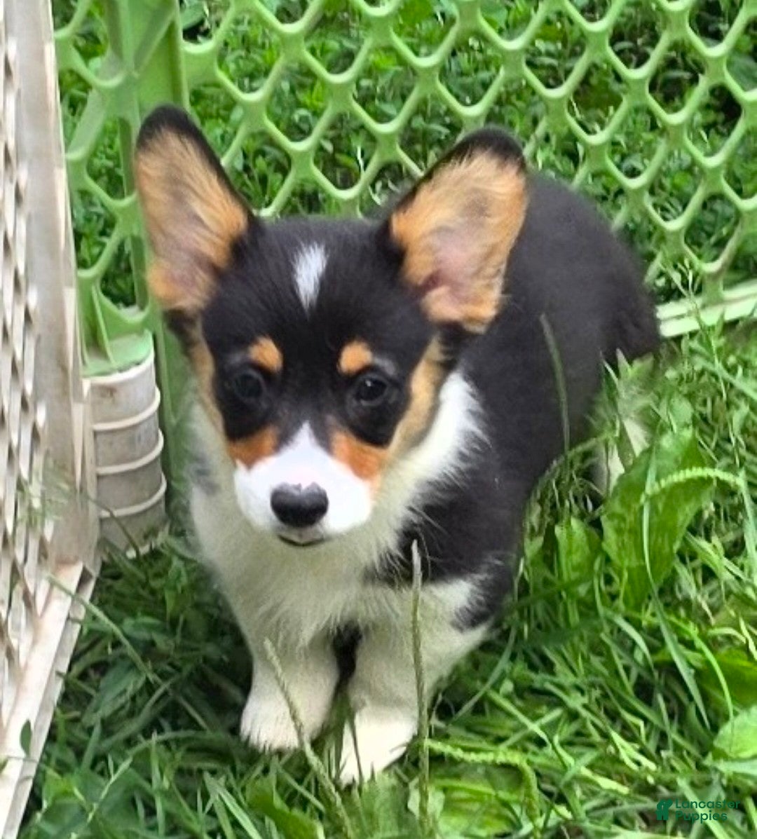 Welsh Corgi Pembroke dogs Brea  - Ad 2