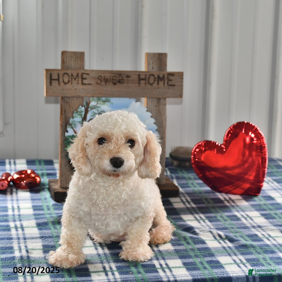 Maltipoo dogs Millie - Ad 2