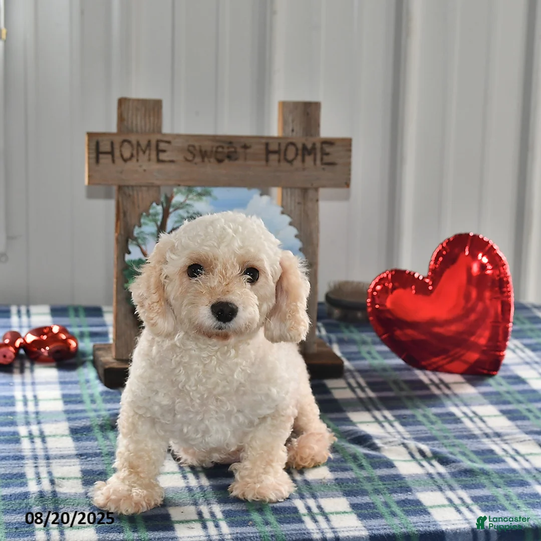 Maltipoo dogs for sale: Mandy - Ad 2